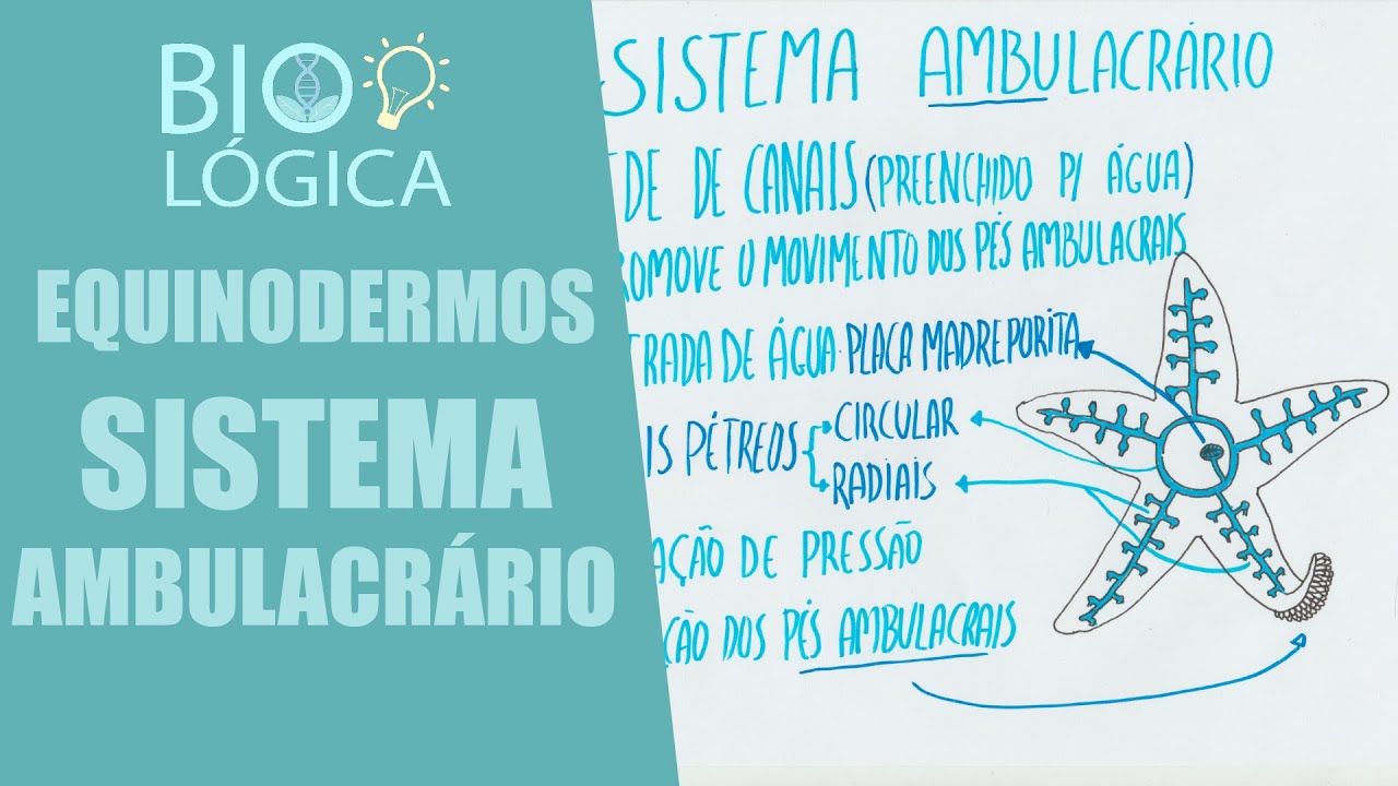 BIO LÓGICA! EQUINODERMOS   SISTEMA AMBULACRÁRIO