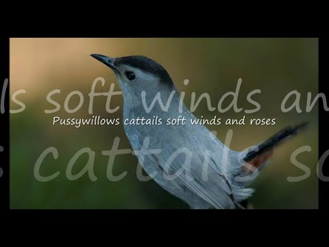 Pussywillows Cattails by Kenny Rankin...with Lyrics