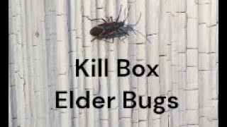 How to Kill Box Eder Bugs