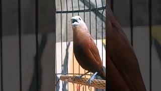 Download lagu suara burung pipit bondol kaji gacor durasi ngedurrr😲😱 mp3