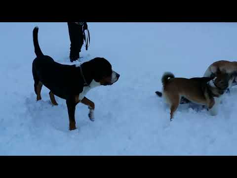 2015.01.05 Лёля, Марми, Каспер, Айгер1