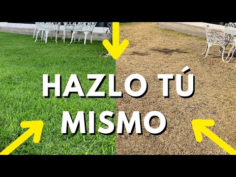❤️ How to REVIVE Dry Grass?? 👉🏼 3 simple low-cost solutions 📉