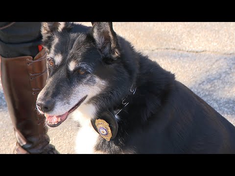 How Ruby the Unwanted Shelter Dog Became Hero and Movie Star