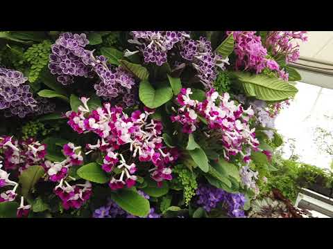 Dibleys Nurseries at the Chelsea Flower Show