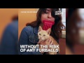 The Licki Brush Allows You To Lick Your Cat