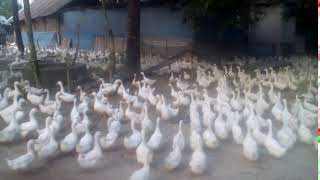 হাঁস খামারের ভিডিও-৫