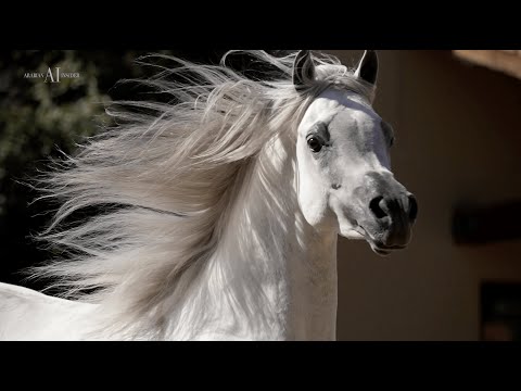 🇺🇸 SAHARA SCOTTSDALE - Take a look inside their amazing facilities