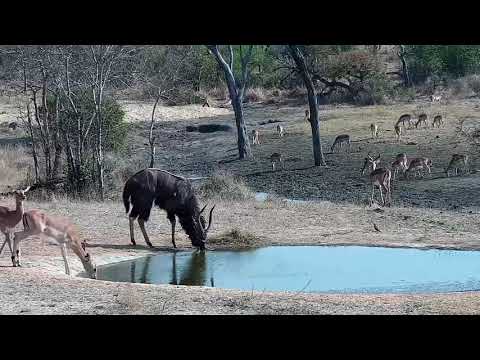 Djuma: Impalas, Nyala bull and Kudu females - 08:27 - 09/15/21