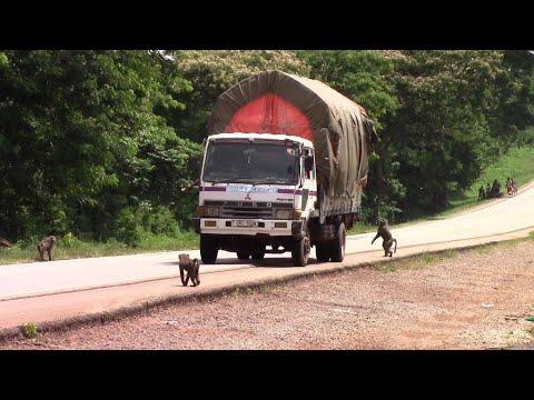 Hungry Baboons jump onto a truck for food