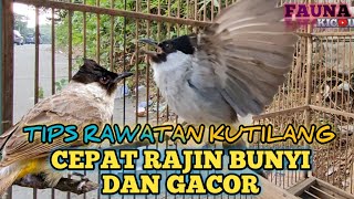 Download lagu CARA PERAWATAN HARIAN BURUNG KUTILANG AGAR RAJIN BUNYI DAN GACORR mp3 Download lagu CARA PERAWATAN HARIAN BURUNG KUTILANG AGAR RAJIN BUNYI DAN GACORR mp3