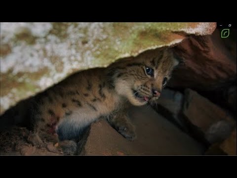 2021 Project video "LIFE Lynx Palatinate Forest"