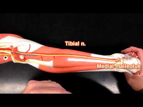 Nerves of the Lower Extremity