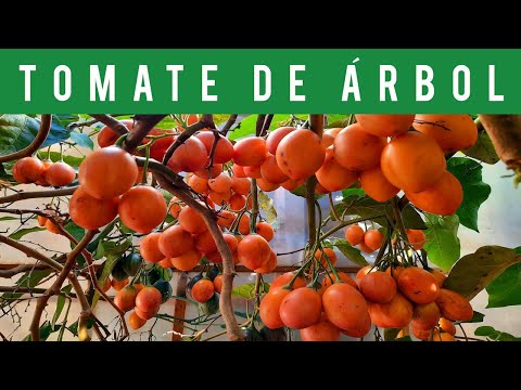 , title : '🟠TOMATE de ÁRBOL, TOMATE de PALO, TAMARILLO o TREE TOMATO un FRUTAL ANDINO (FRUIT TREES)🍅 (2022)'