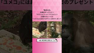 「敬老の日」49歳のチンパンジー｢サクラ｣にシャインマスカット　34歳のマレーバク｢ユメコ｣にはおからやリンゴのプレゼント #shorts  #news