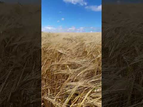 Agro Reserva do Iguaçu Paraná