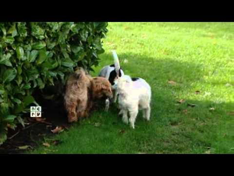 De rijdende rechter: Wa moet je daar nou mee? - dinsdag 21 januari 2014 - promo - NCRV