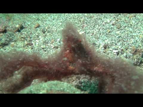 Crustaceans, Lembeh Strait,Nord Sulawesi,Indonesien