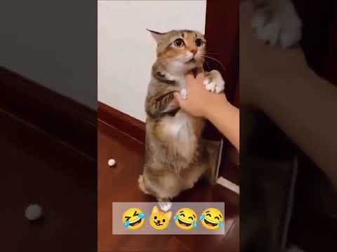 Funny 🤣 Cat 🐈 #cat #funny #viral #shorts #youtubeshorts