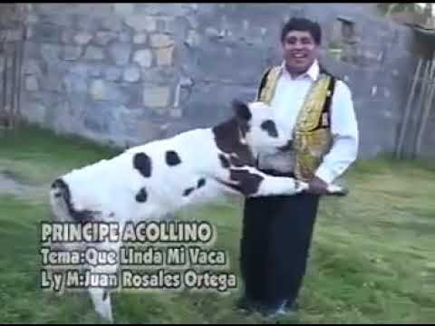 Que Linda Mi Vaca - Principe Acollino