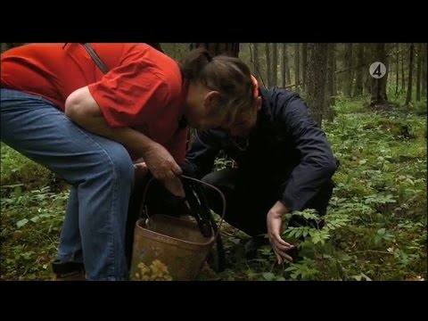 Fredags-Farao i svampskogen - Vardagspuls (TV4)