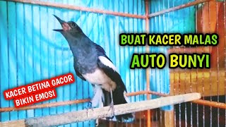 Download lagu BUAT KACER MALAS AUTO BUNYI  KACER BETINA GACOR AMPUH !! PANCINGAN KACER GACOR PASTI NYAUT AMPUH. mp3
