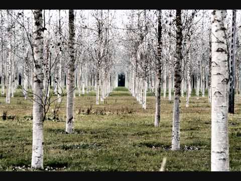 Land of the Silver Birch ~ Big Bag Of Sticks version
