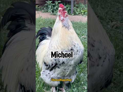 Frankie calls #michael #mike #rooster #memesdaily #funnyshorts #animals #chicken #comedy #jokes #lol