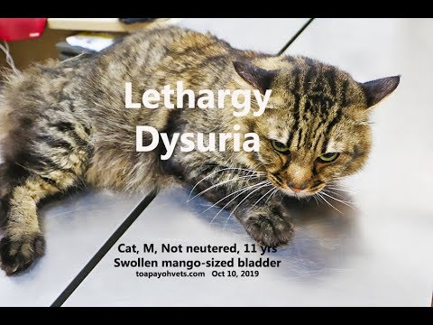 An 11-year-old cat is lethargic and pees little. Why? Pt 1/2