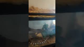 Snake Reptiles Videos
