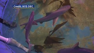 Sharks found making themselves at home