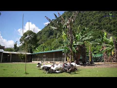 , title : '#011 PENTERNAKAN AYAM BELANDA DI MALAYSIA /AGROPRENUER MUDA'