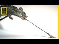 Tiny Chameleons’ Tongues Pack Strongest Punch (High-Speed Footage) | National Geographic