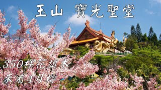 [情報] 台南四月看櫻花/300棵 盛開花旗木