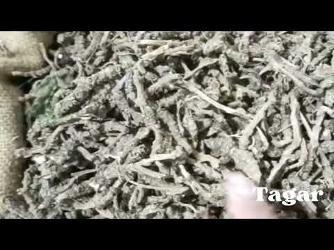 Tagar Ganth - Mushkbala - Sugandhabala - Valeriana Wallichii
