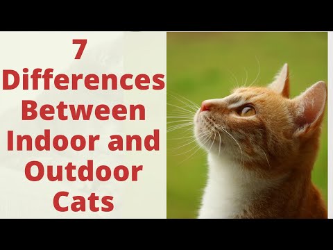 What is The Difference Between Indoor and Outdoor Cats? Important Differences Explained