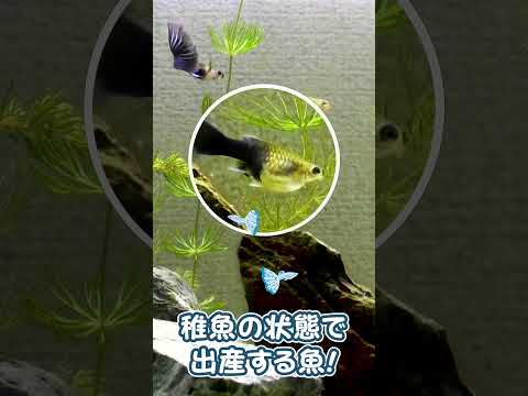 グッピーについて詳しく解説
