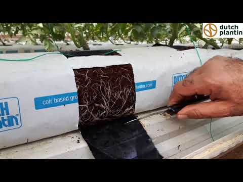 10 Dutch Plantin visits Turkish grower