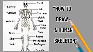 How to Draw a Human Skeleton Step by Step | Easy Skeleton Drawing Tutorial | Biology Diagram Project