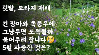 텃밭, 도라지 재배 / 긴 장마와 폭풍우에 그냥두면 도복될까 묶어주려 합니다 