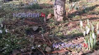 Останній день зими: у Миколаєві квітнуть проліски (фото, відео)