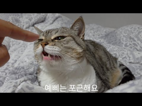 맹수는 포근해요