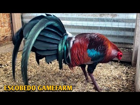 Leiper Sweater Yellow leg hatch - ESCOBEDO FARM