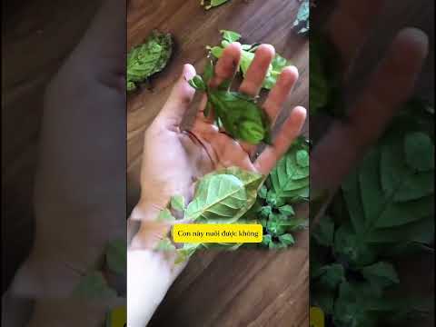 Con côn trùng này có nuôi được không, xem xong mới biết bất ngờ!#shorts