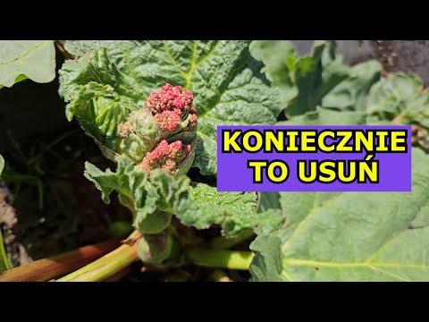 KONIECZNIE to USUŃ, aby były dobre zbiory Rabarbaru | Uprawa Rabarbaru - usuwanie kwiatostanu Mszyce