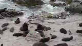 preview picture of video 'Fur seals at Punta San Juan, Peru'
