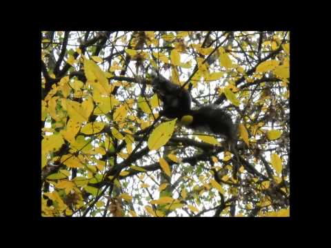 Božidar Đačić - Avanture