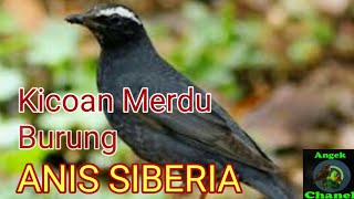Download lagu SUARA PANCINGAN BURUNG ANIS SIBERIA mp3 Download lagu SUARA PANCINGAN BURUNG ANIS SIBERIA mp3