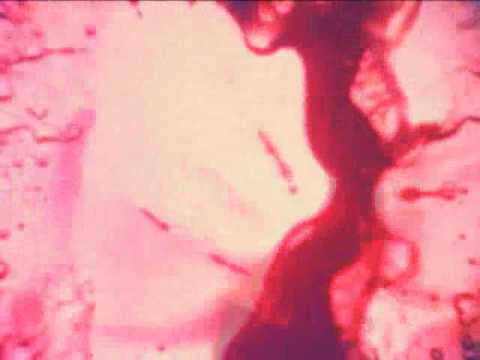 Jefferson Airplane -It's not a Secret-