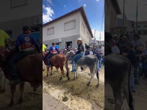 Os bois de sela no Encontro de Carreiros de São João da Mata MG