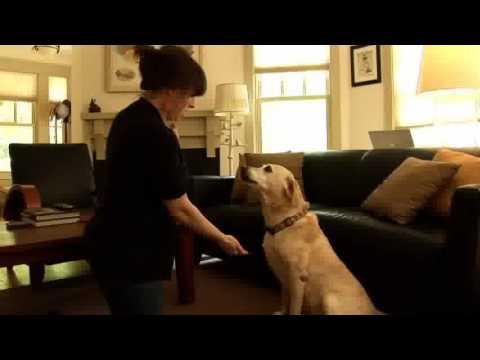 Liz Kelly's Pet's Tricks